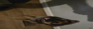German Shepherd Puppy 4