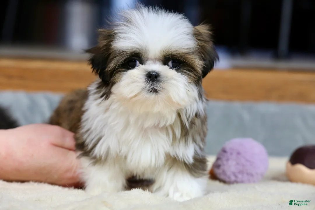 Shih Tzu dogs for sale: Weslee - Ad 4