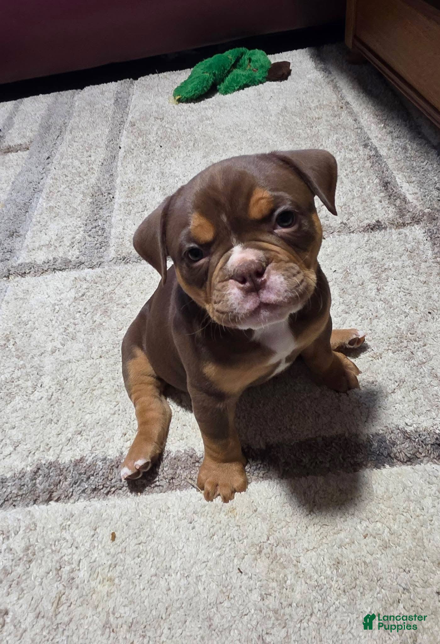 Olde English Bulldogge dogs Mousse - Ad 7