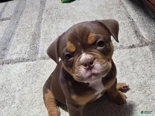 Olde English Bulldogge dogs Mousse - Ad 7