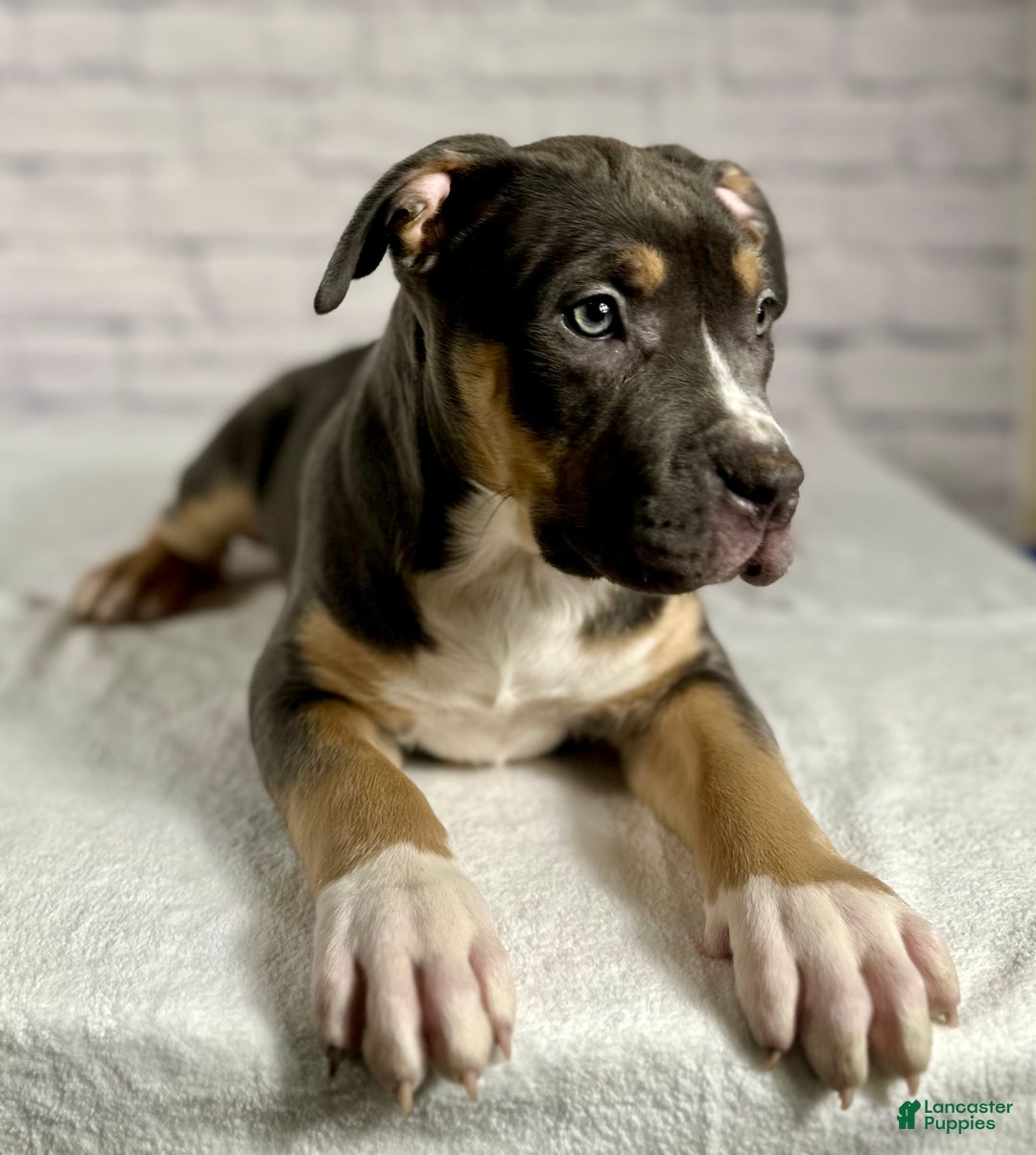 American Bully dogs for sale: Maggie - Ad 5