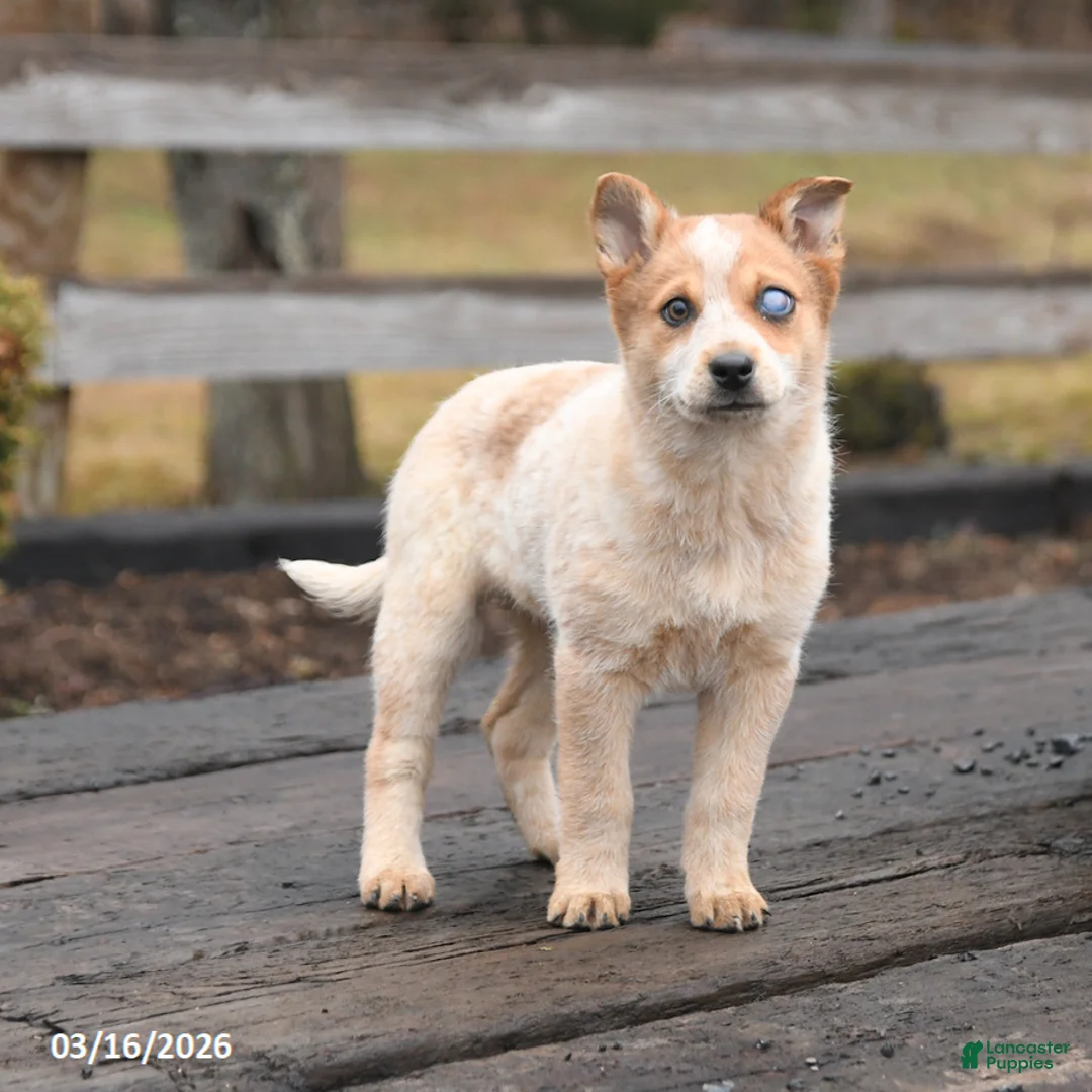 Mixed Breed dogs for sale: Diva - Ad 1