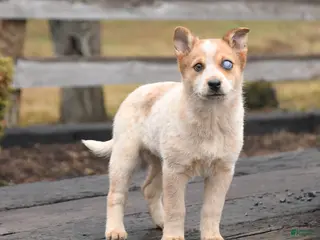 Mixed Breed dogs for sale: Diva - Ad 2