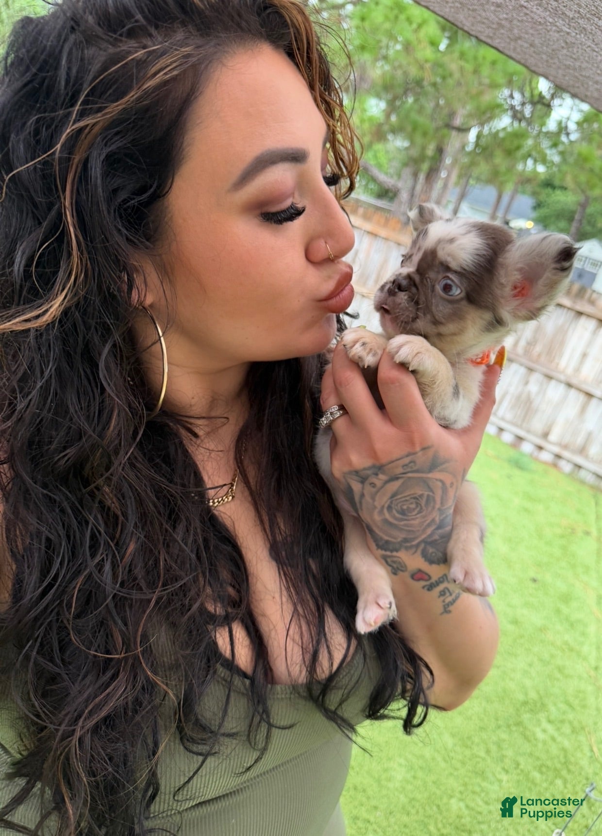 French Bulldog dogs Split Face - Ad 2