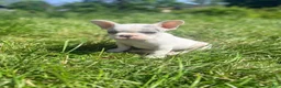 French Bulldog dogs for sale: Silvers Raleigh - Ad 1