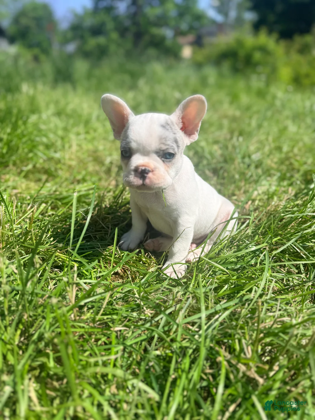 French Bulldog dogs for sale: Silvers Raleigh - Ad 1