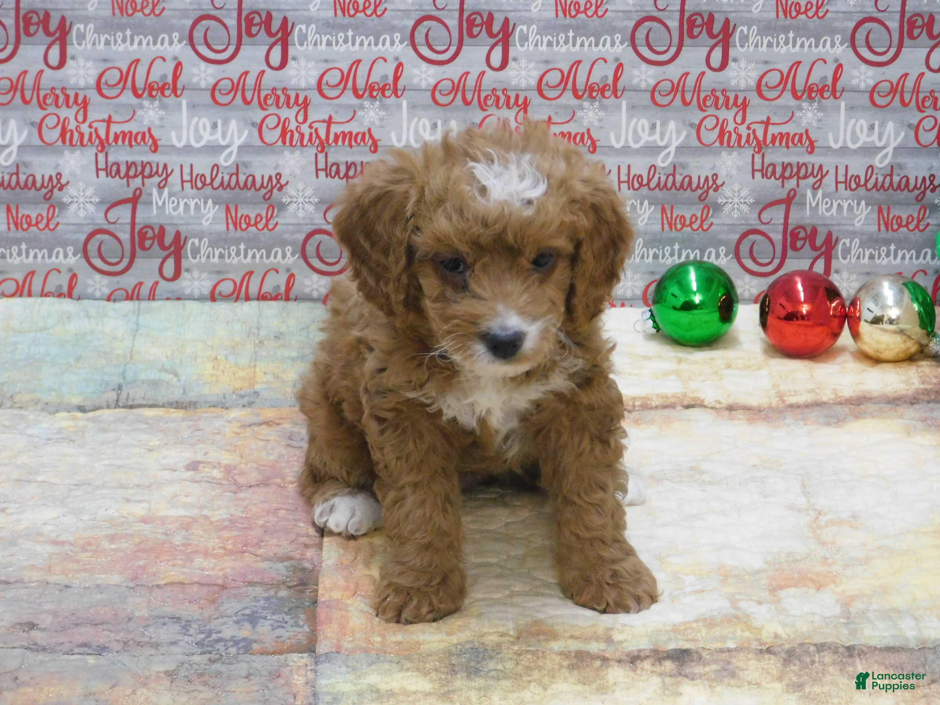 Goldendoodle dogs Mini Gracie - Ad 34