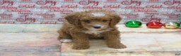 Goldendoodle dogs for sale: Mini Gracie - Ad 1