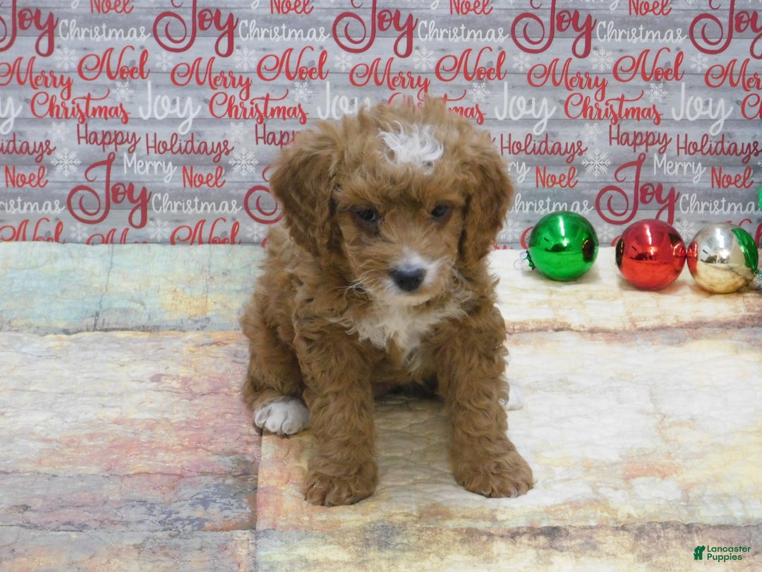 Goldendoodle dogs for sale: Mini Gracie - Ad 1