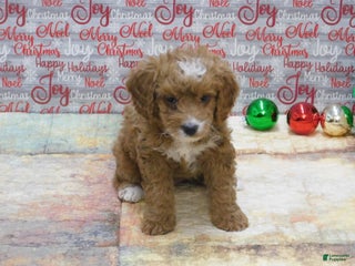Goldendoodle dogs Mini Gracie - Ad 34