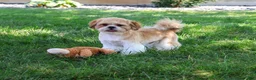Shih Tzu dogs for sale: Fox - Ad 4