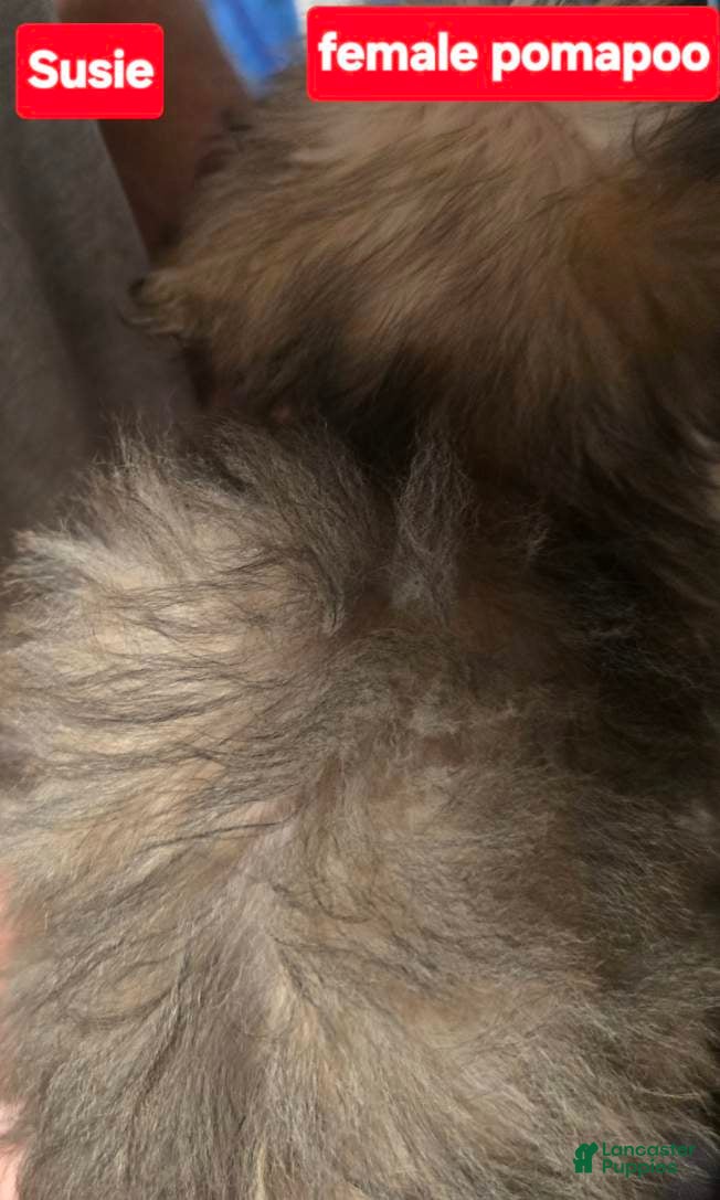 Pomapoo dogs Susie - Ad 2