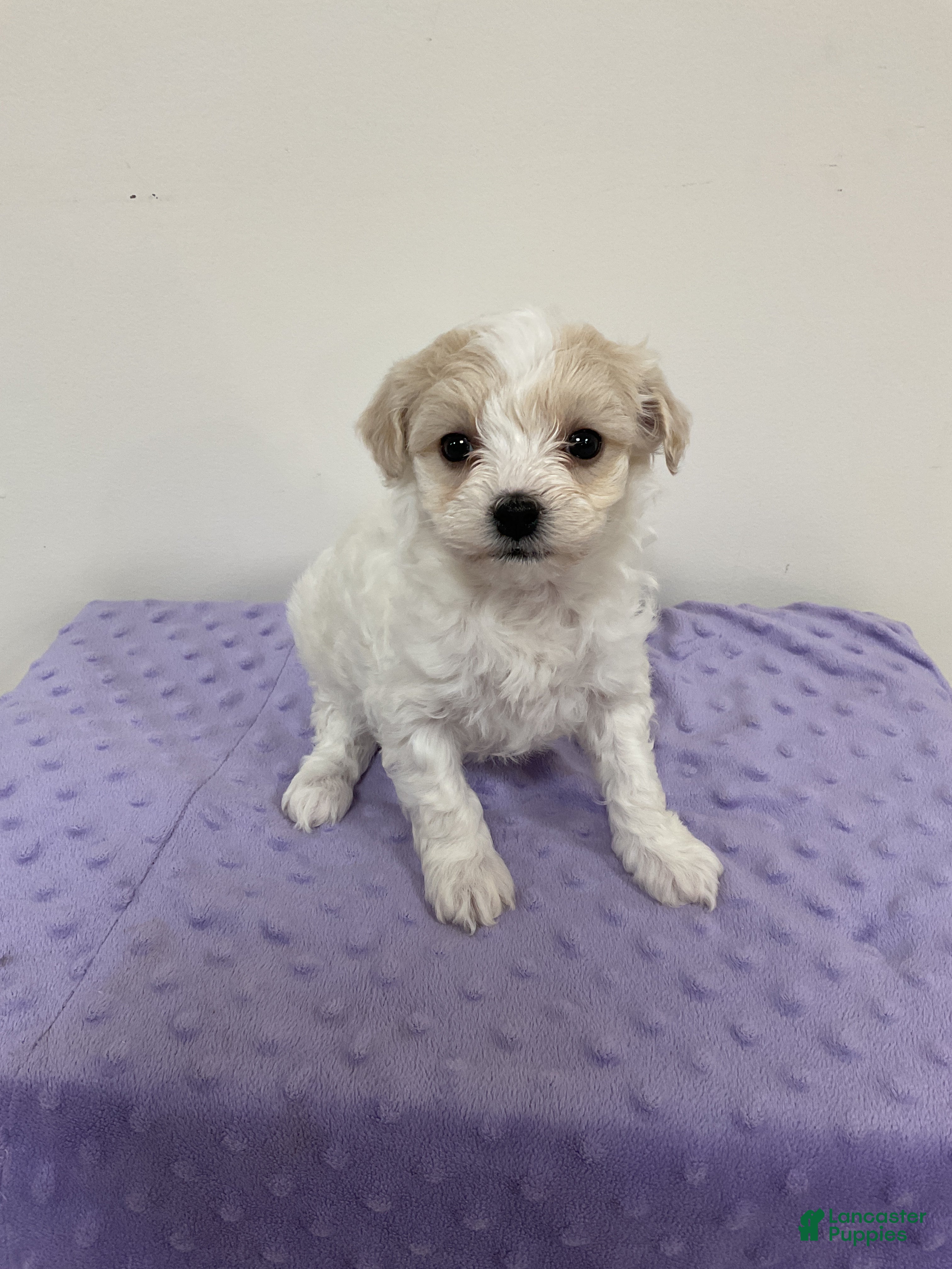 Maltipoo dogs JOY - Ad 1