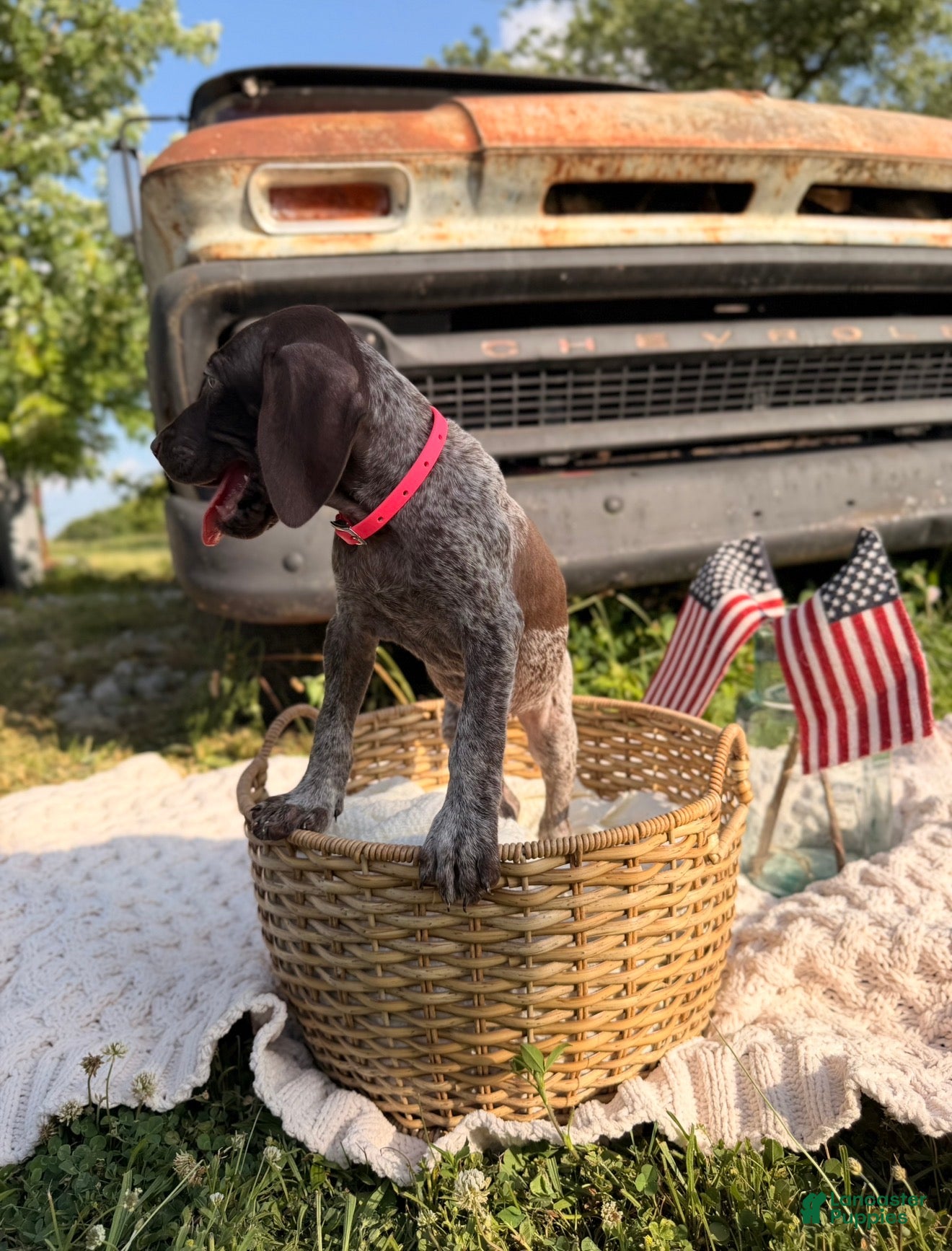 German Shorthaired Pointer dogs Merritt - Ad 2