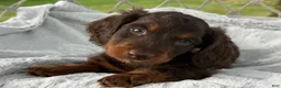 Miniature Dachshund dogs for sale: Benny - Ad 5