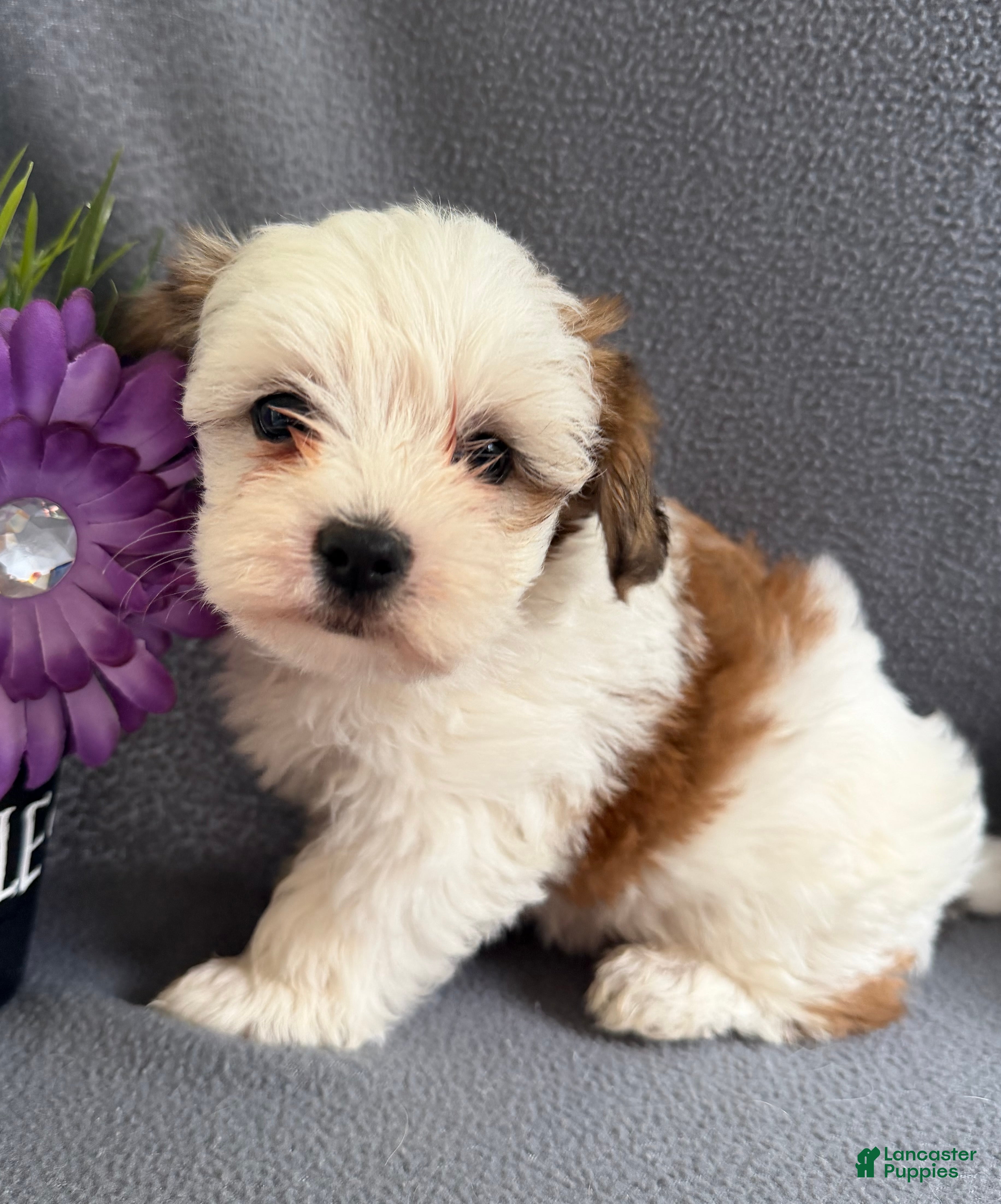 Morkie dogs Wiggles - Ad 1