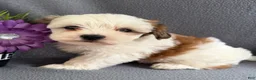 Morkie dogs for sale: Wiggles - Ad 1