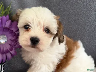 Morkie dogs for sale: Wiggles - Ad 2