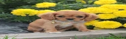 King Charles Spaniel dogs for sale: King Charles Spaniel 1 - Ad 2