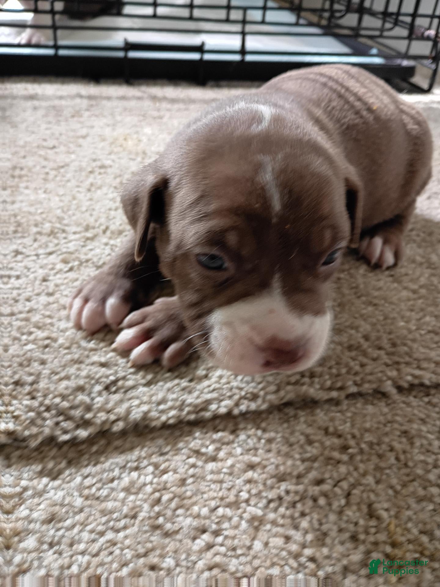 American Pit Bull Terrier dogs for sale: American Pit Bull Terrier 7 - Ad 19