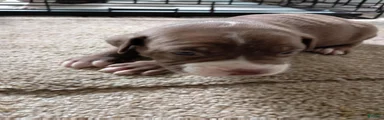 American Pit Bull Terrier 7