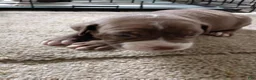 American Pit Bull Terrier dogs for sale: American Pit Bull Terrier 7 - Ad 1
