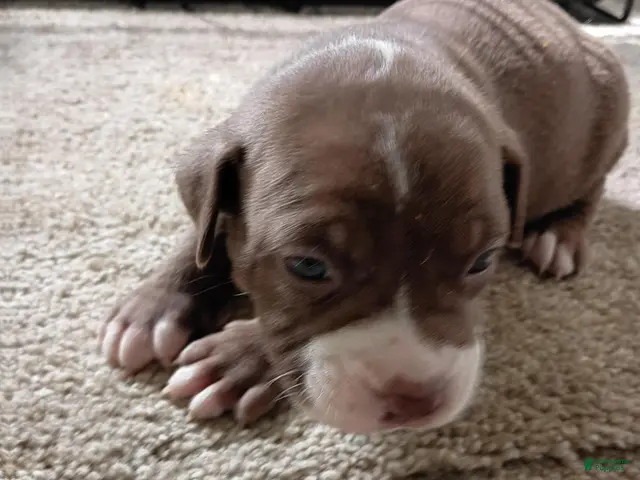 American Pit Bull Terrier dogs for sale: American Pit Bull Terrier 7 - Ad 19