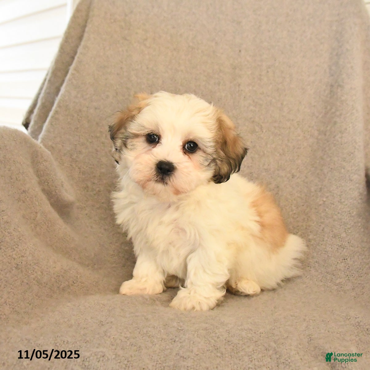 Teddy Bear dogs Duke - Ad 13