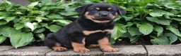 Rottweiler dogs for sale: Sarge - Ad 3