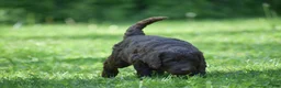 Portuguese Water Dog dogs for sale: Magnolia - Ad 13