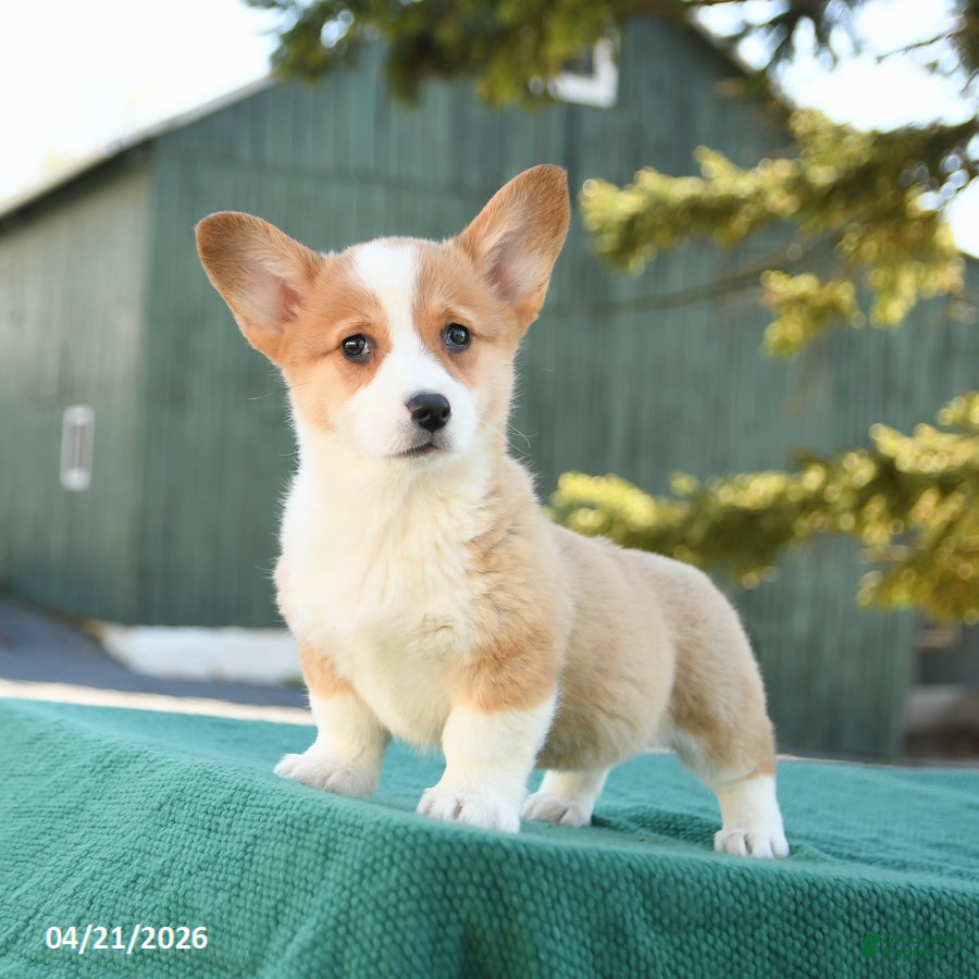 Welsh Corgi Pembroke dogs Sarah - Ad 2