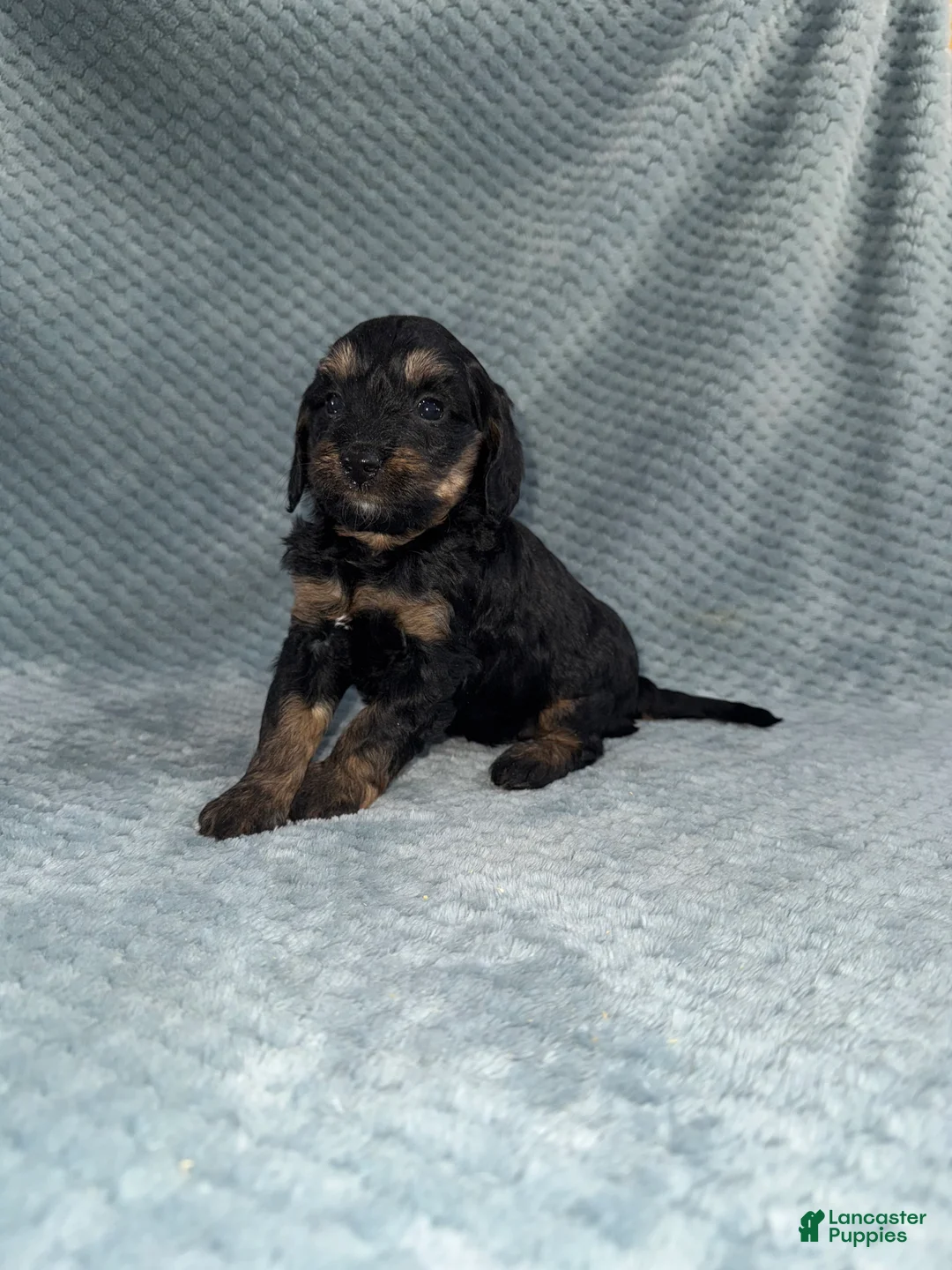 Cavapoo dogs for sale: Cavapoo Puppy 6 - Ad 7