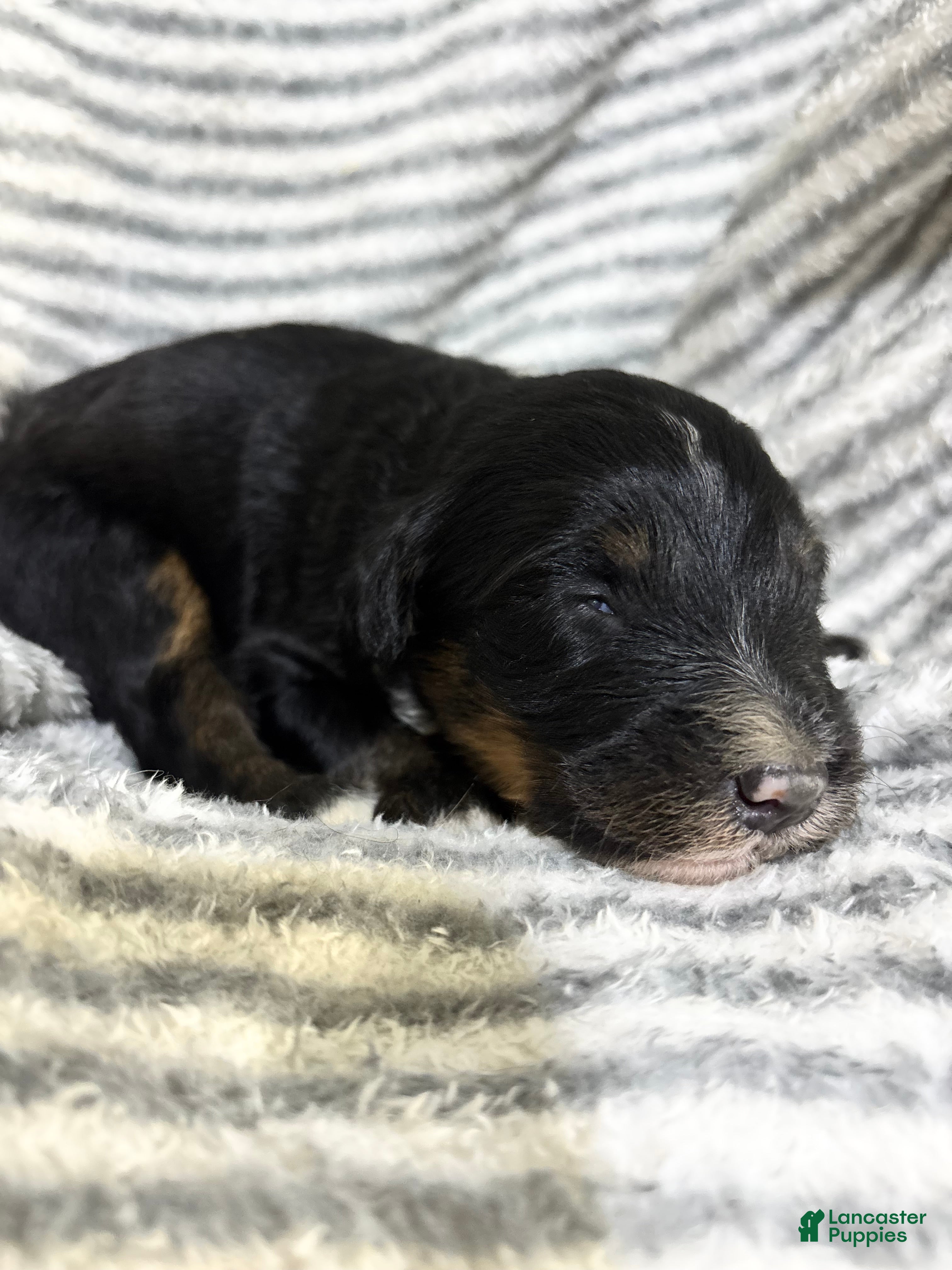 Aussiedoodle dogs Aussiedoodle 6 - Ad 2