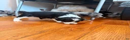 Mixed Breed dogs for sale: Panda - Ad 9