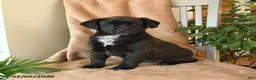Mixed Breed dogs for sale: Lulu - Ad 1