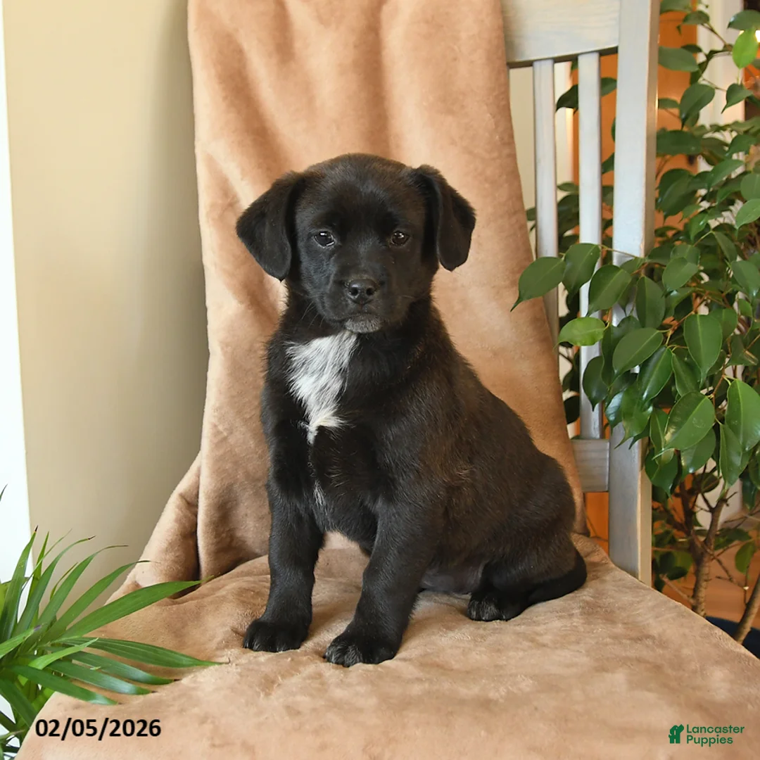 Mixed Breed dogs for sale: Lulu - Ad 1