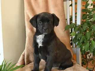 Mixed Breed dogs Lulu - Ad 18