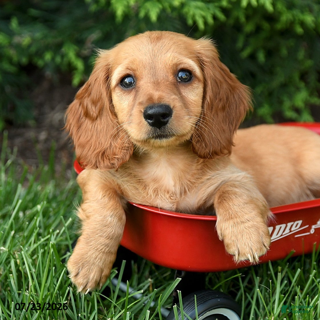 Miniature Dachshund dogs Halo - Ad 2