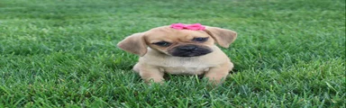 Abby 