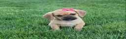 Puggle dogs for sale: Abby  - Ad 1