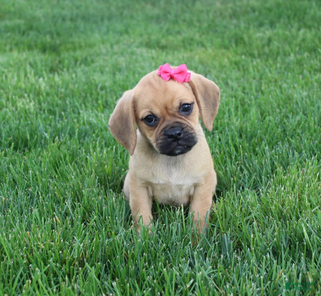 Puggle dogs for sale: Abby  - Ad 1