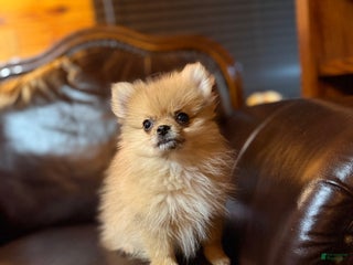 Pomeranian dogs - Ad 28