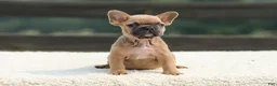 French Bulldog dogs for sale: Ian - Ad 4