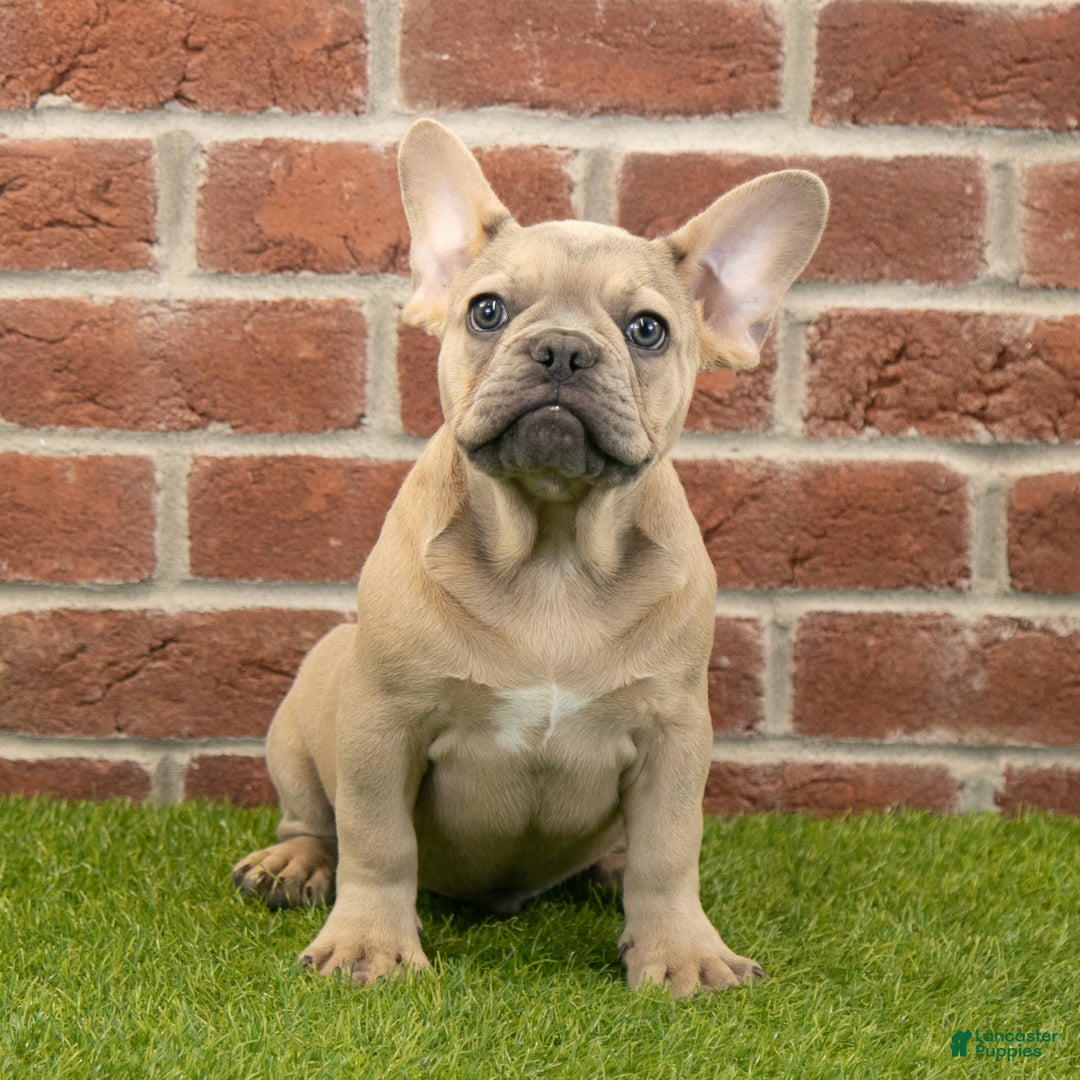 French Bulldog dogs for sale: Dash - Ad 5