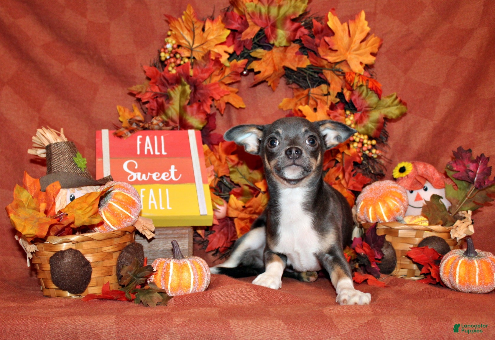 Chihuahua dogs Eastwood - Ad 1