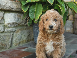 Mini Goldendoodle dogs - Ad 37