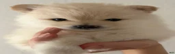 Pomeranian dogs for sale: Lurex  - Ad 3