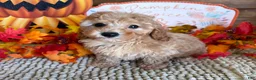 Cavapoo dogs for sale: Honey - Ad 3