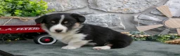 Welsh Corgi Pembroke dogs for sale: Ayda - Ad 3