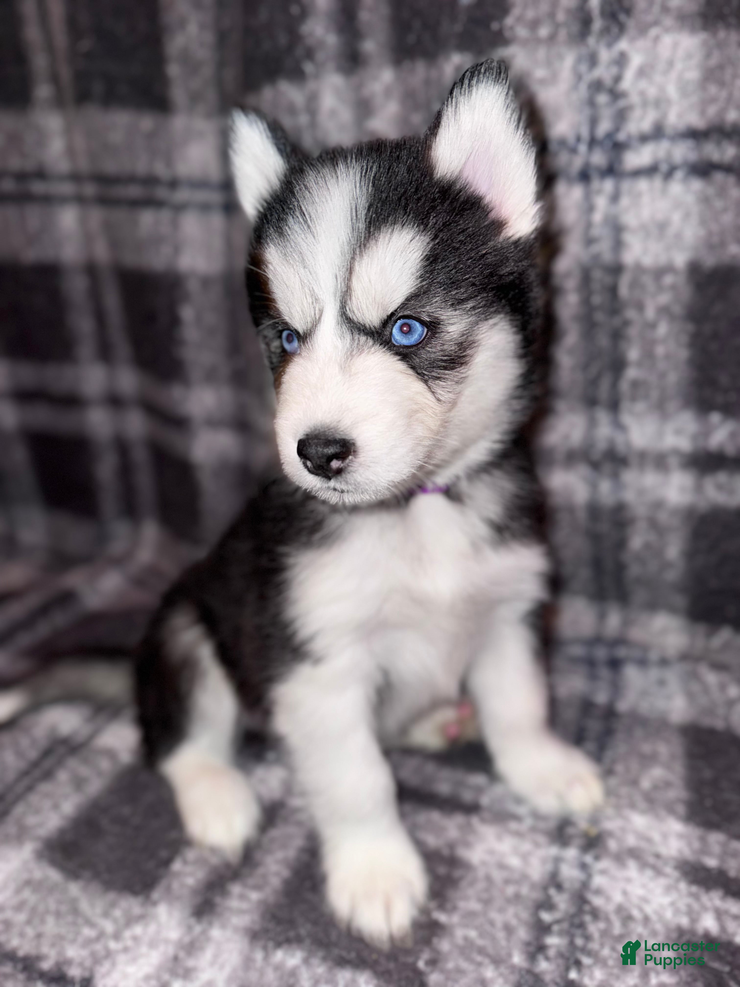 Siberian Husky dogs PURPLE - Ad 19